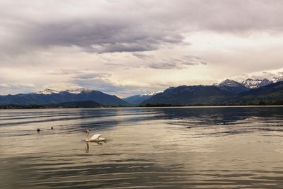 Swan on lake against sky