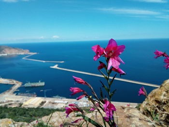 Pink flowering plant by sea against sky