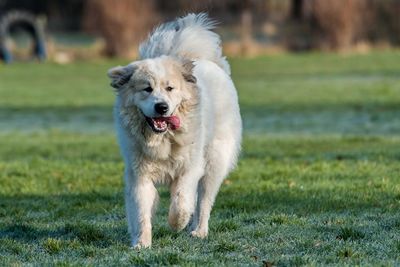 Portrait of dog running on field