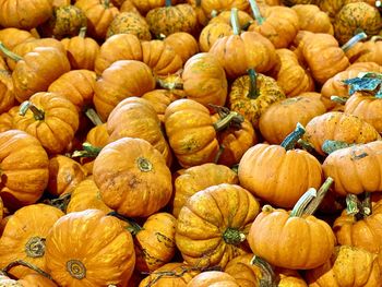 Full frame shot of pumpkins for sale at market stall