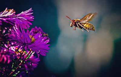 Close-up of bee pollinating on flower