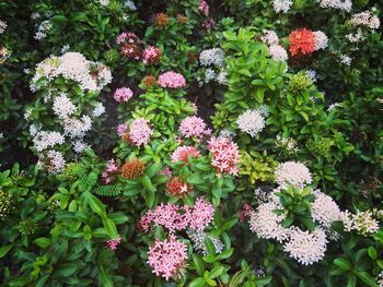 High angle view of pink flowering plants