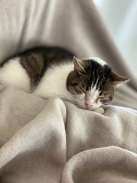 Close-up of a cat sleeping on bed