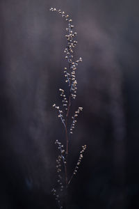 Low angle view of plant against cloudy sky at night