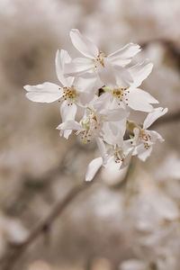 Close-up of white flowers