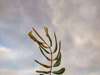 Low angle view of succulent plant against sky