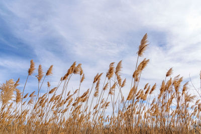 Low angle view of tall grass blowing in the wind in illinois