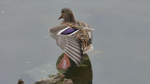 High angle view of mallard duck in lake