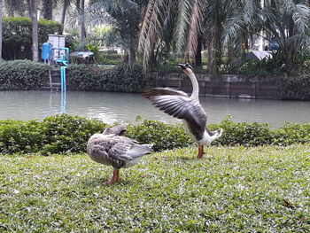 Ducks in a forest