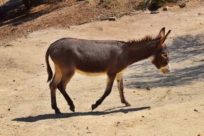 Side view of horse on field