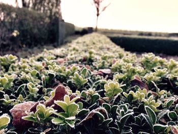 Close-up of plants growing in greenhouse