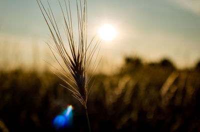 Close-up of wheat growing on field at sunset