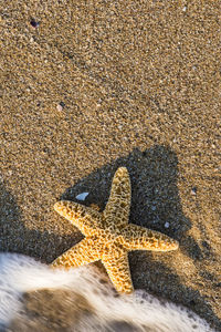 High angle view of lizard on sand