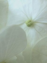 Close-up of white flower