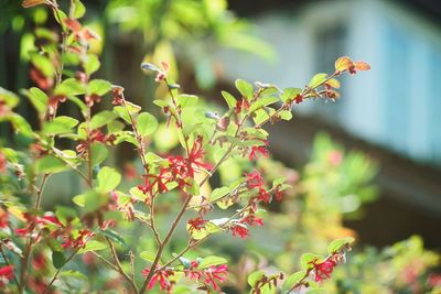 Close-up of insect on plant