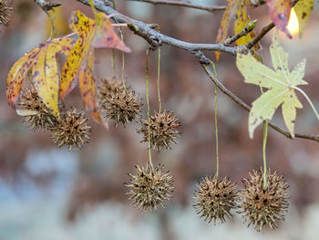 Close-up of dry leaves on plant