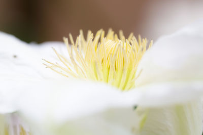 Close-up of yellow flowering plant