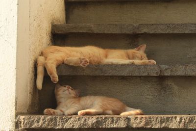 Cat sleeping on wall