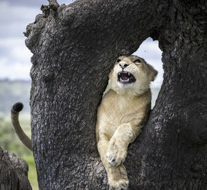 Wildlife in the serengeti lioness on a tree