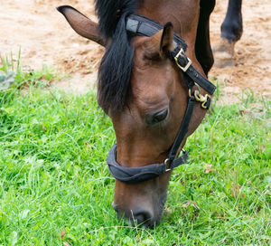 Portrait photograph of a horse while grazing in the pasture