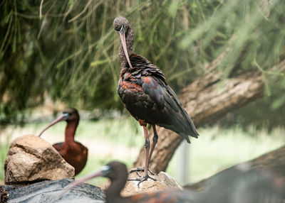 Close-up of bird perching on rock