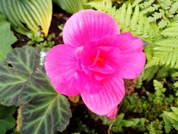 Close-up of pink hibiscus blooming outdoors