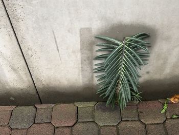 High angle view of potted plant on wall