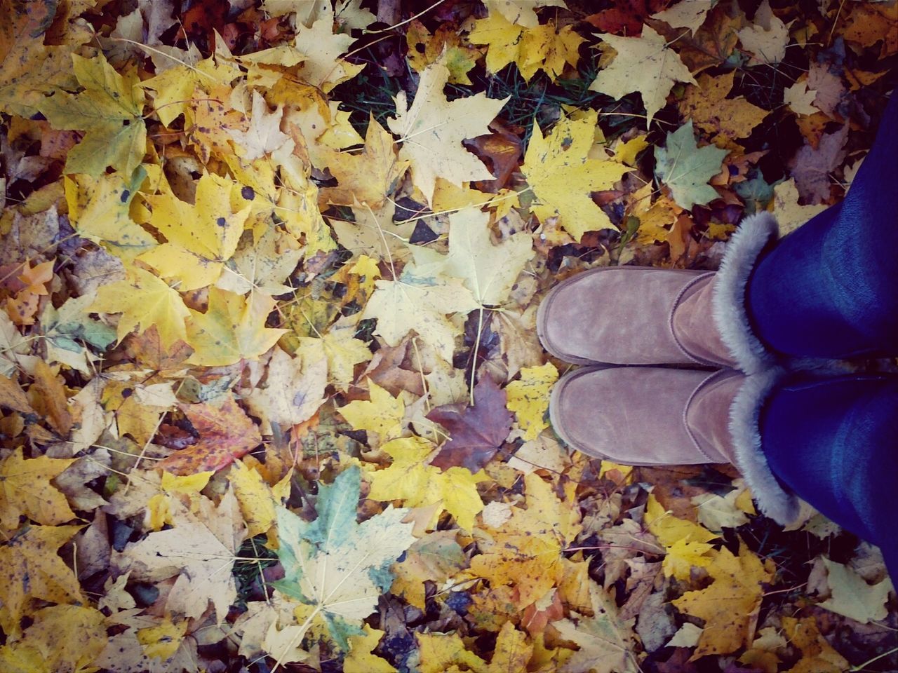 autumn, low section, person, leaf, shoe, change, high angle view, leaves, season, personal perspective, dry, fallen, directly above, abundance, footwear, standing, human foot