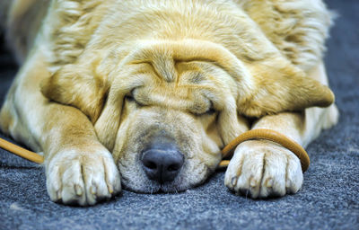 Close-up of dog sleeping