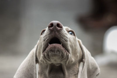 Close-up portrait of a dog