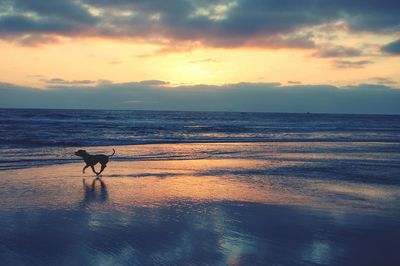 Scenic view of sea at sunset