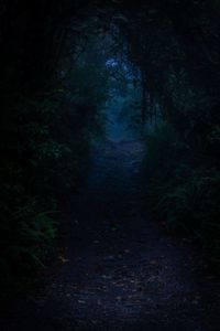 Dirt road amidst trees in forest