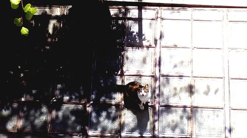 Portrait of man standing by window