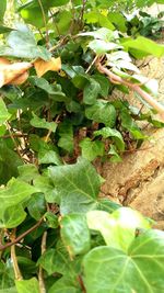 Close-up of green leaves on plant