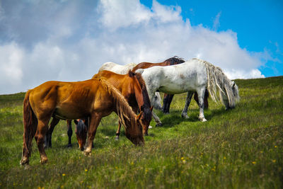 Horses grazing on field against sky