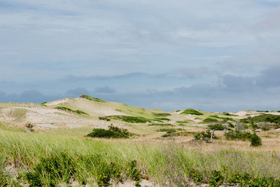 Windswept dunes along an isolated coast