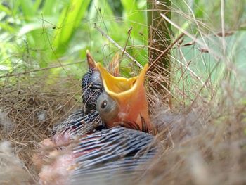 Close-up of a bird in nest