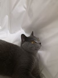 High angle view of cat looking away