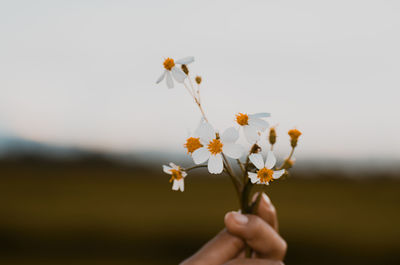 Close-up of hand holding flowering plant