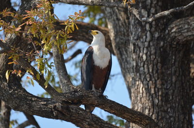 Low angle view of bird perching on tree