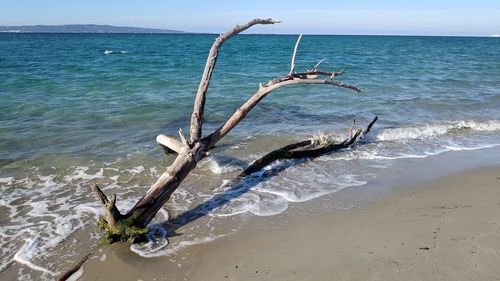 Driftwood on beach