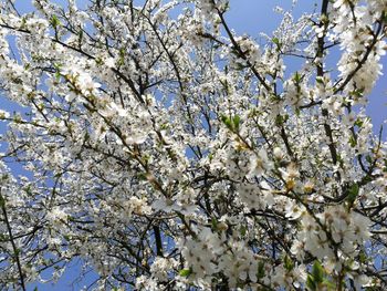 Low angle view of cherry blossom tree