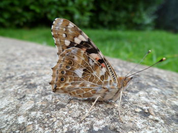 Close-up of butterfly