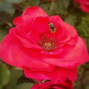 Close-up of insect on pink flower