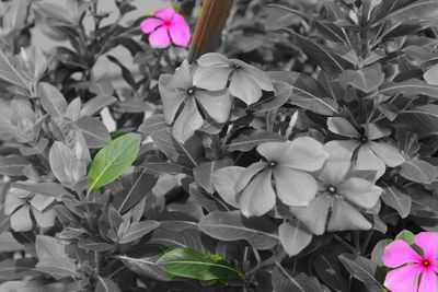 High angle view of flowering plant