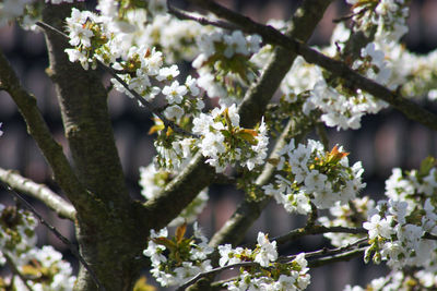 Close-up of white cherry blossoms in spring