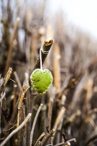 Close-up of plant growing on field