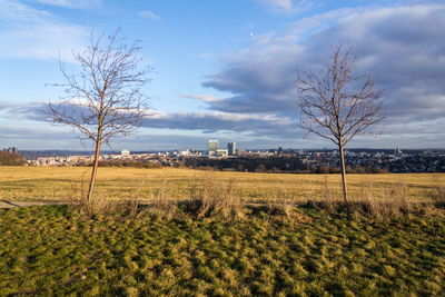 Bare tree on field against sky