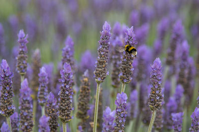 Close-up of bee pollinating on purple flower