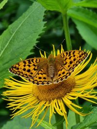 Close-up of butterfly pollinating on yellow flower